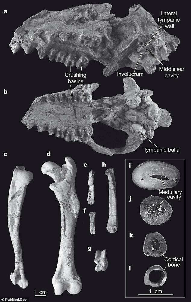 鲸鱼|化石证据：“巨无霸”鲸鱼的祖先5000万年前是“微型鹿”