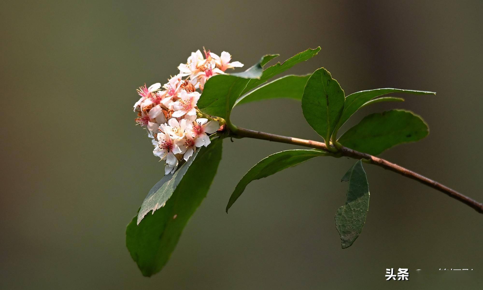 春花树花期图片