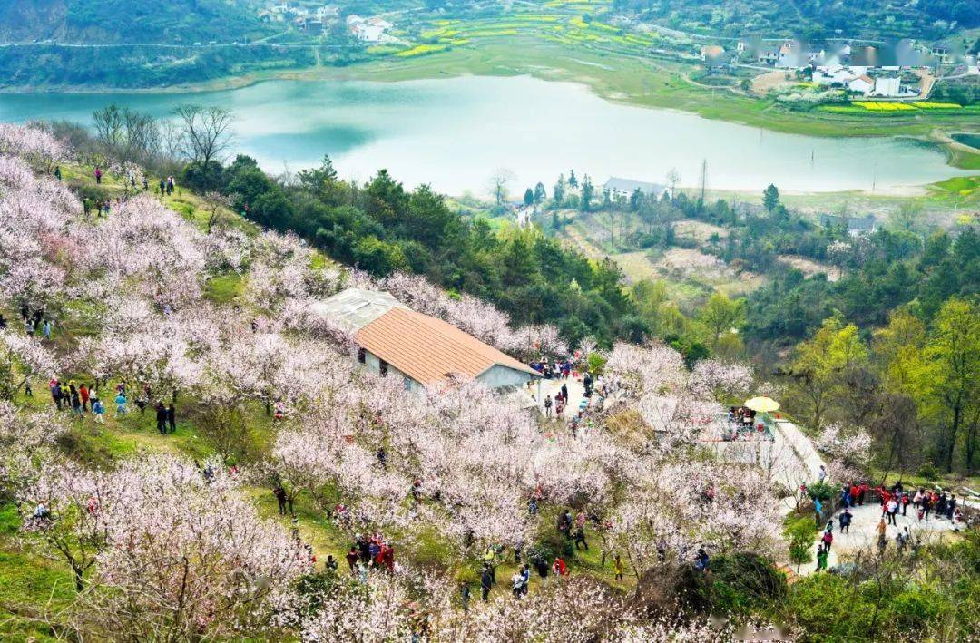 湖北省春季十大赏花游之"万枝丹彩笑春风,缘起一程桃花游!