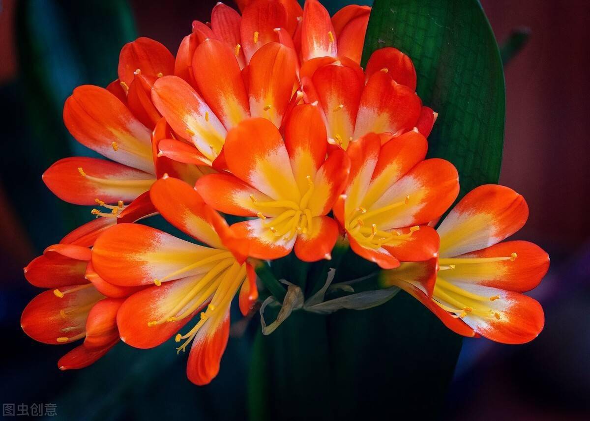 看君子兰的叶子 就知道缺啥 及时补 一片更比一片亮 叶色