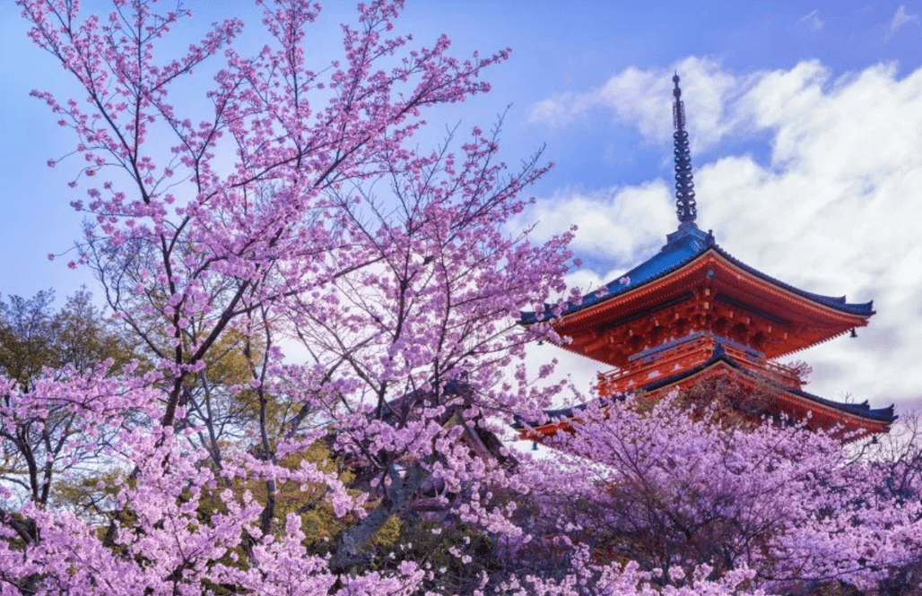 京都鸭川樱花图片