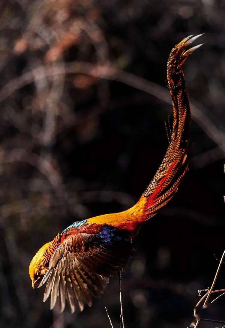深山彩凤红腹锦鸡