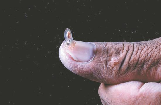 玻璃|深海生物，为何通体透明？
