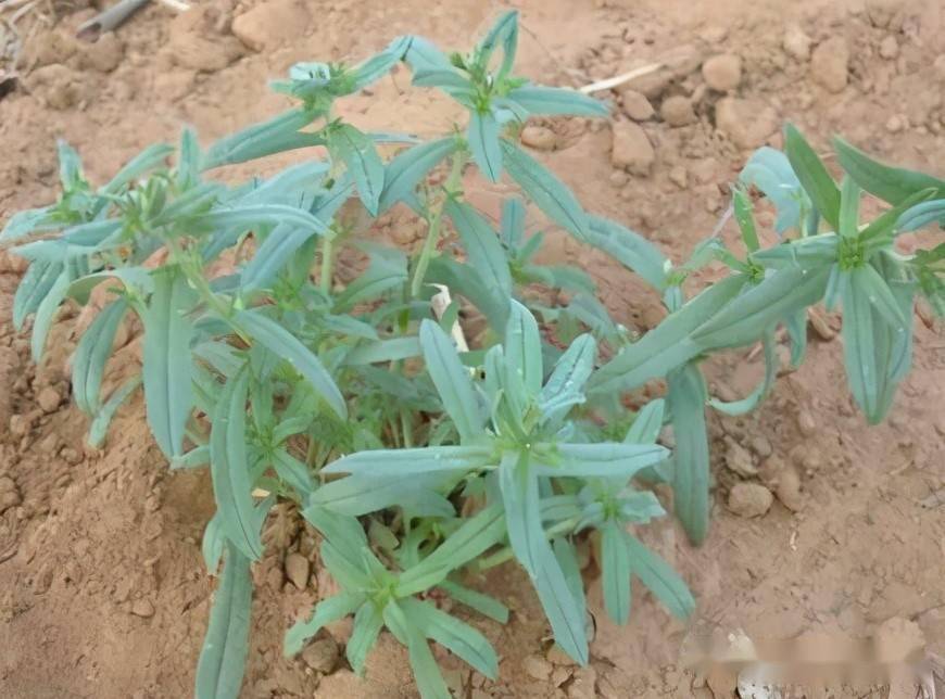 播娘蒿二,泽漆一,猪殃殃二,常见阔叶草品种春季草坪杂草生与夏季不同