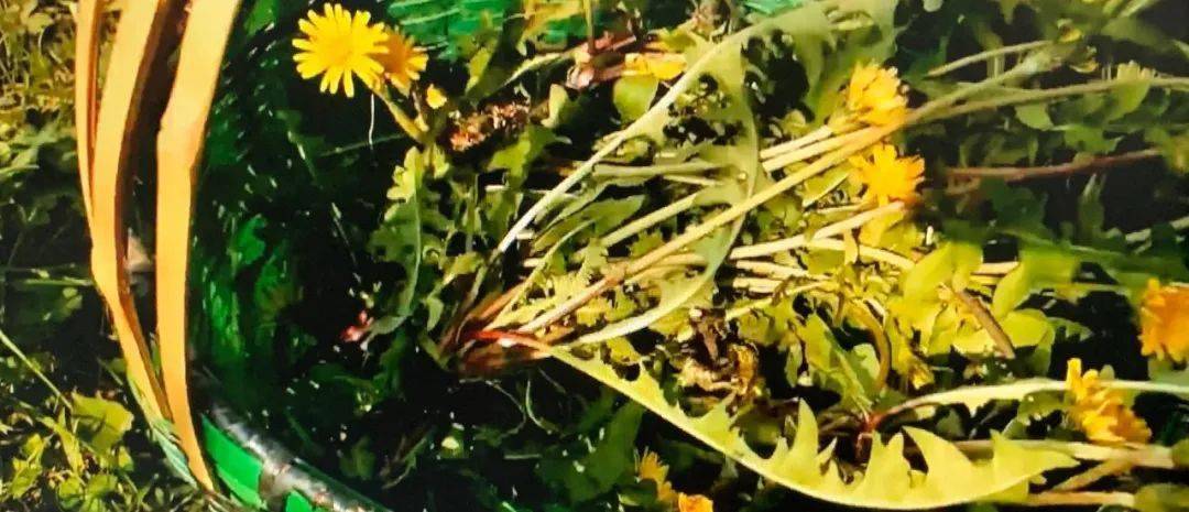 婆婆丁是不是叫蒲公英 b73b6da396794c7cbe91d8727e653c80.jpeg