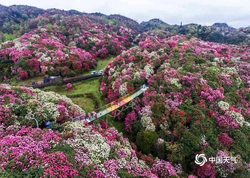 贵州毕节百里杜鹃盛放 美景“刷屏”姹紫嫣红