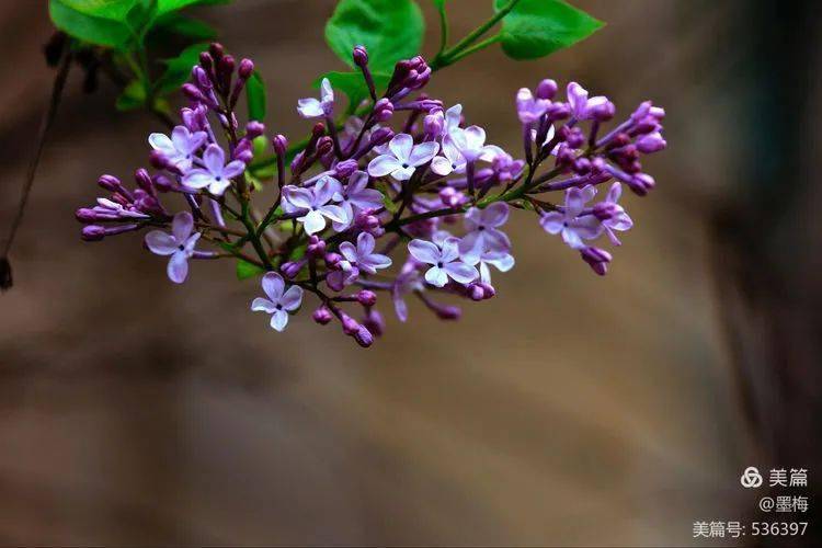 清雅脫俗的紫丁香_丁香花