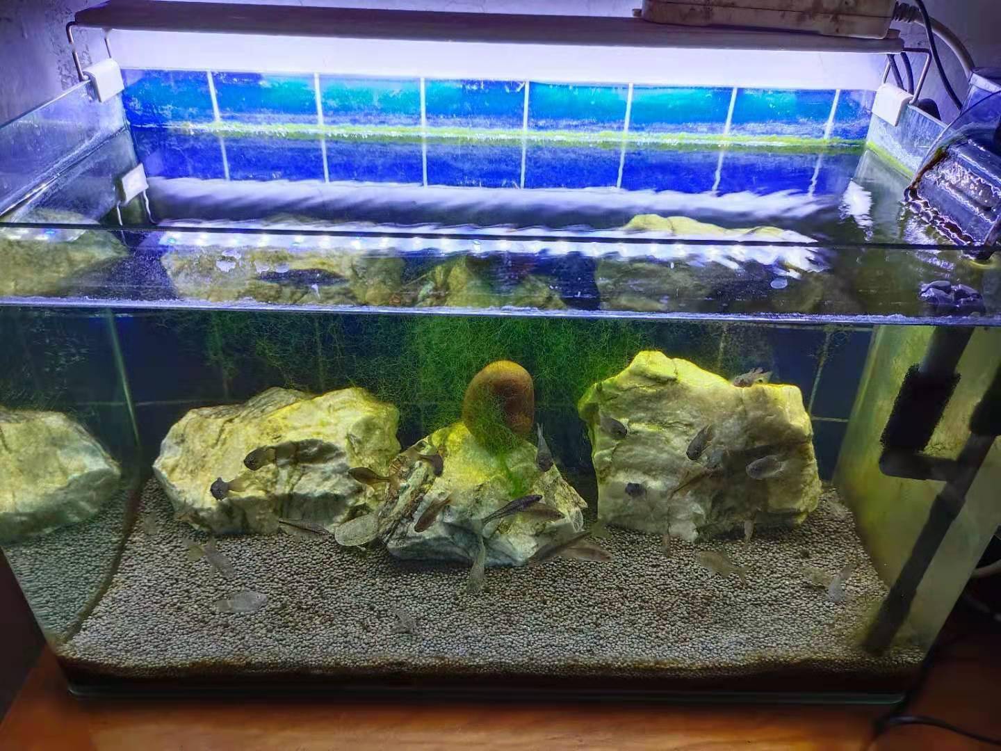 饲养几种原生鱼 半缸丝藻养活了一缸鱼 不喂食物也可以 鱼缸