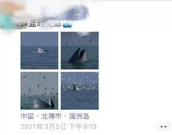 广西北海“观鲸”刷爆朋友圈后，我看到了最可怕的一面……