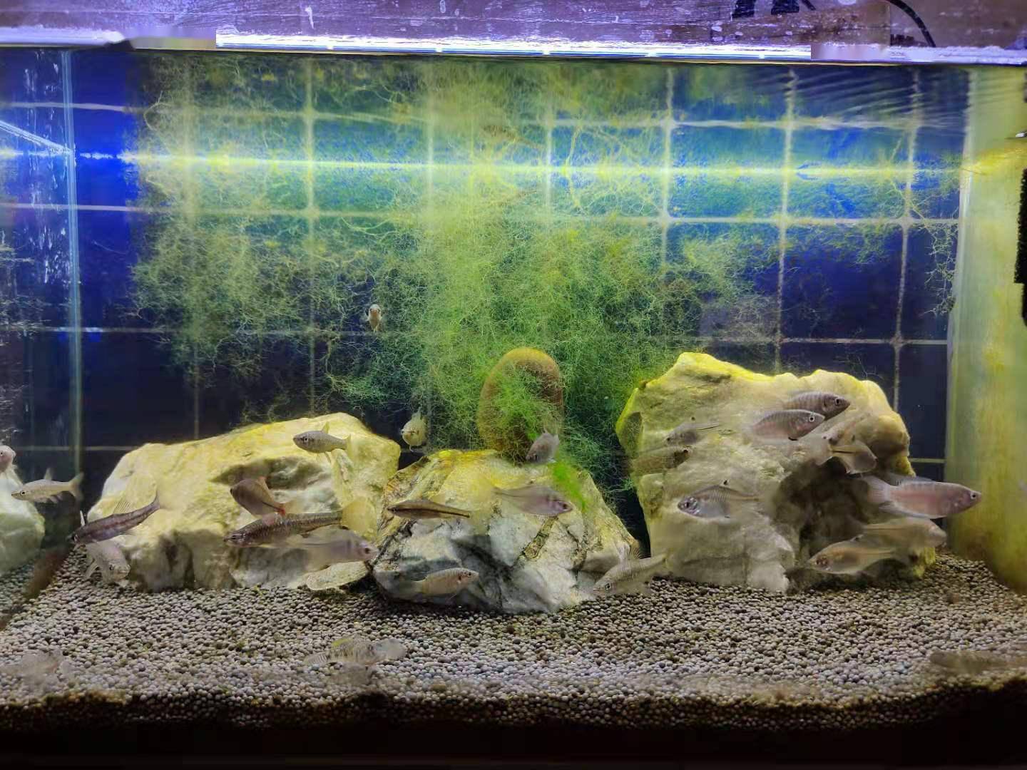 丝藻对鱼有害处吗