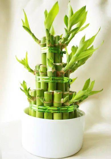 富贵竹几枝 5b6d61f4f4c2400ca86952a82975880c.jpeg