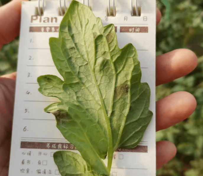 第一:保护性治疗阶段该阶段在番茄尚未发病前,叶霉病病孢子尚未萌发或