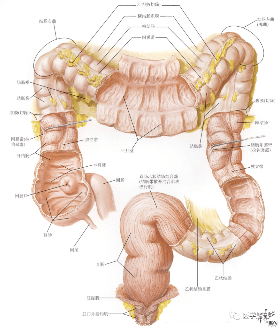 人的肠子解剖图片