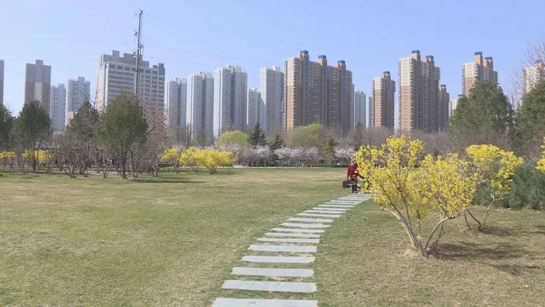 花团锦簇 省会石津灌渠公园早樱盛开 文化