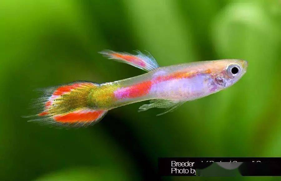 鱼多久能繁殖 ec294fe3044542dfa89e15a75e0e42c4.jpeg