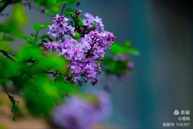 清雅脱俗的紫丁香 丁香花