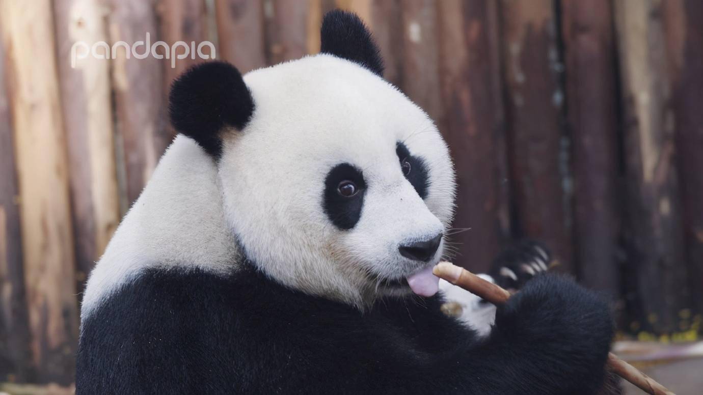 "滚滚"图集 | 你的壁纸是不是该换啦?_大熊猫
