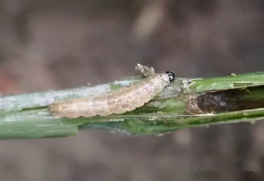 蔬菜钻心虫危害严重掌握这些防治方法超管用