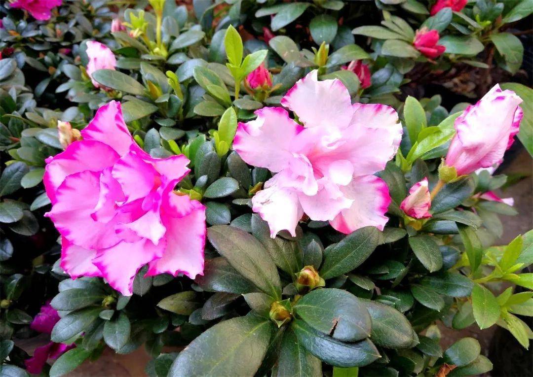 严尔高宣威杜鹃市花艳丽开七绝十四首