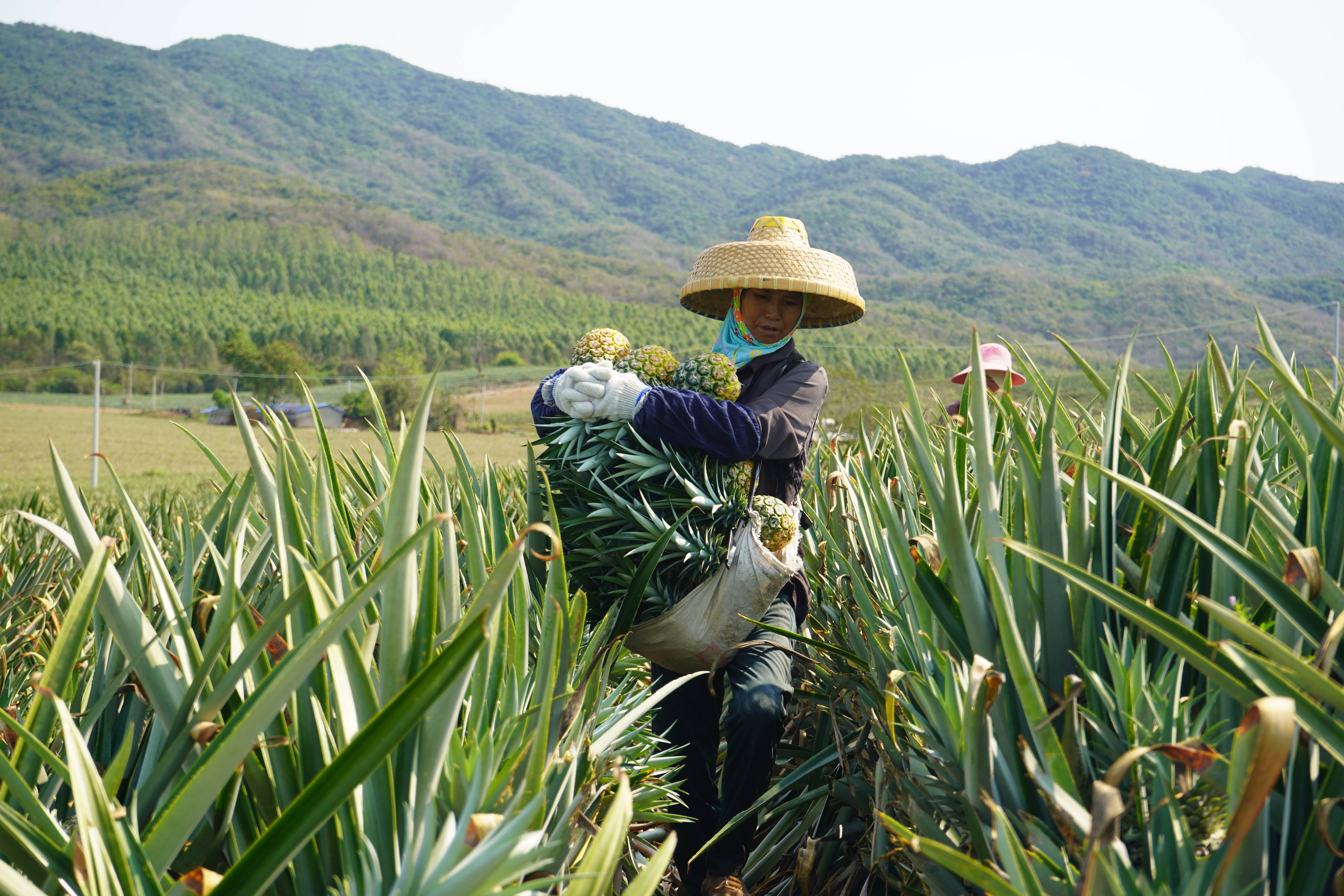 3月19日,在尖峰镇菠萝种植基地内,农户在采摘金菠萝