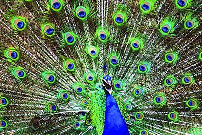 最美不过孔雀开屏时 徐常青