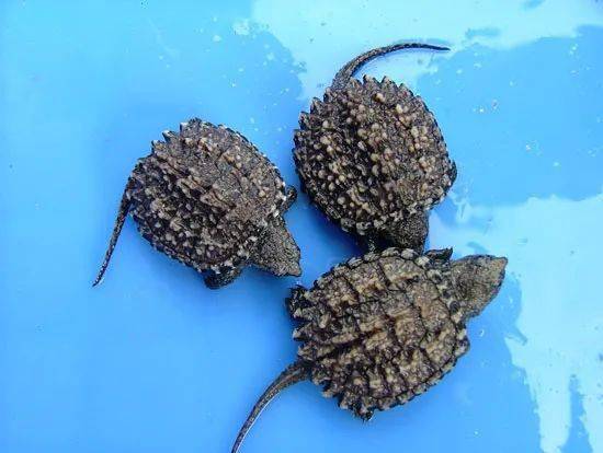 如何辨别纯种佛鳄龟?