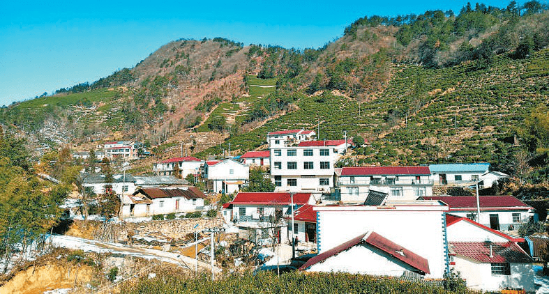 《人民日报》聚焦桐城杨头村:好路进山 好茶出山