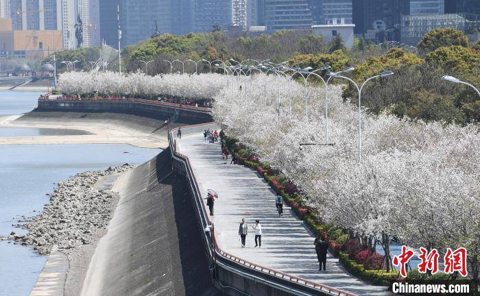 杭州钱塘江畔樱花盛放 绵延数公里成美丽风景线