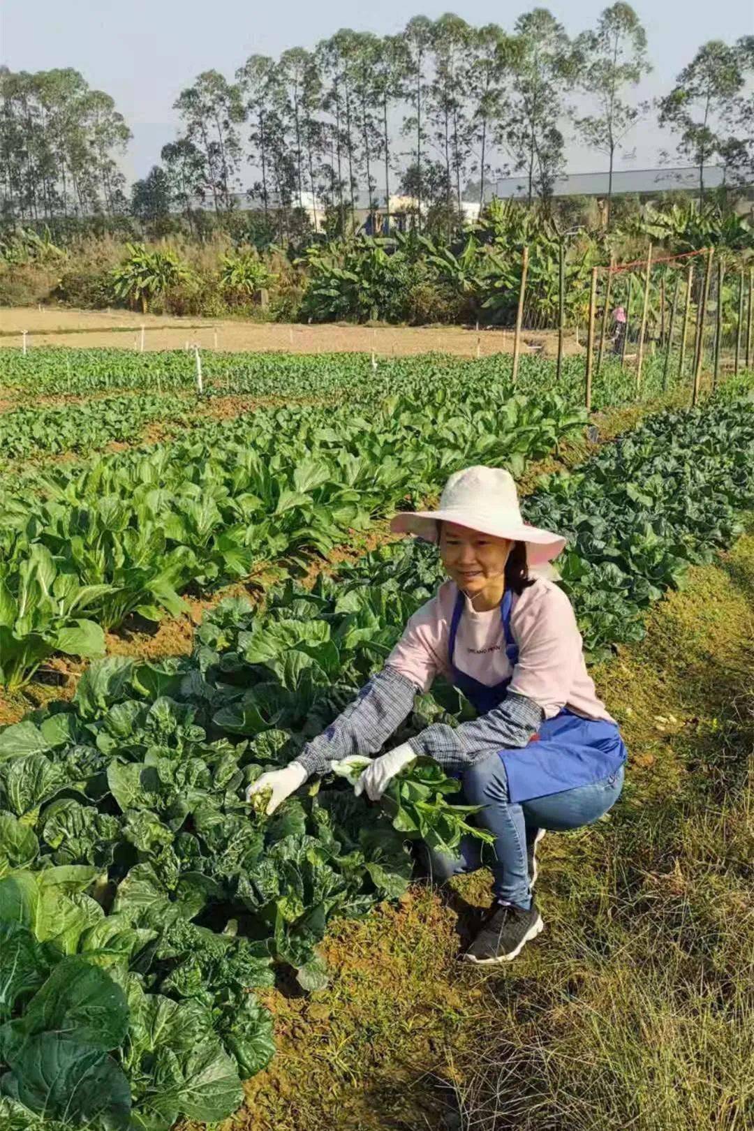 巾帼创业她风采陈少妍让群众吃上放心的农产品