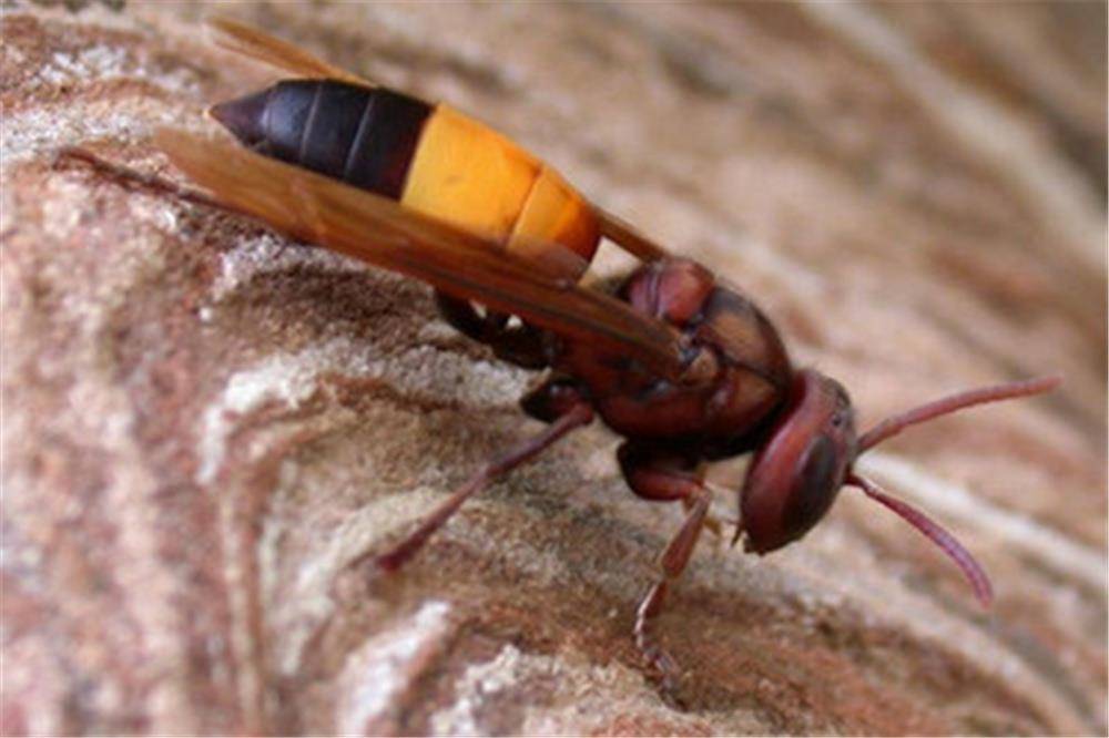 以前与自己共同开过矿的宁远县的欧阳良旺从印度引进虎头蜂进行养蜂