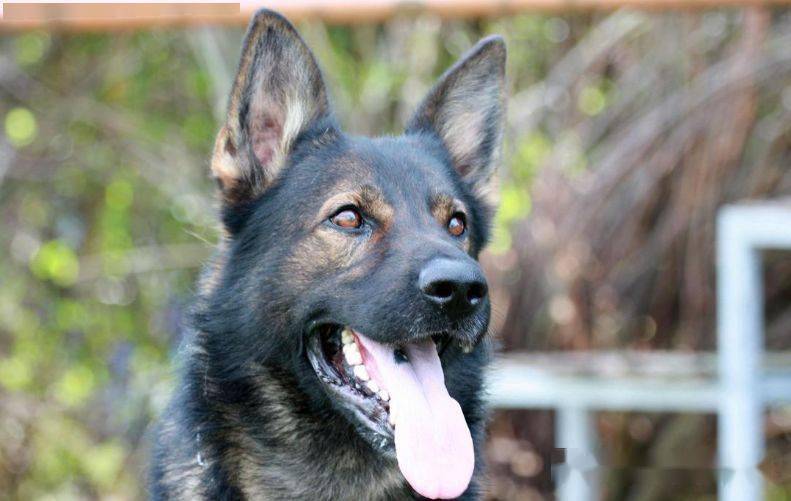 东德牧羊犬的历史和发展