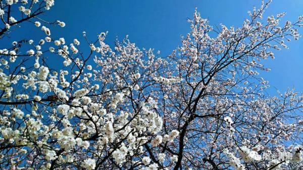 四月，去青海这些地方看花！