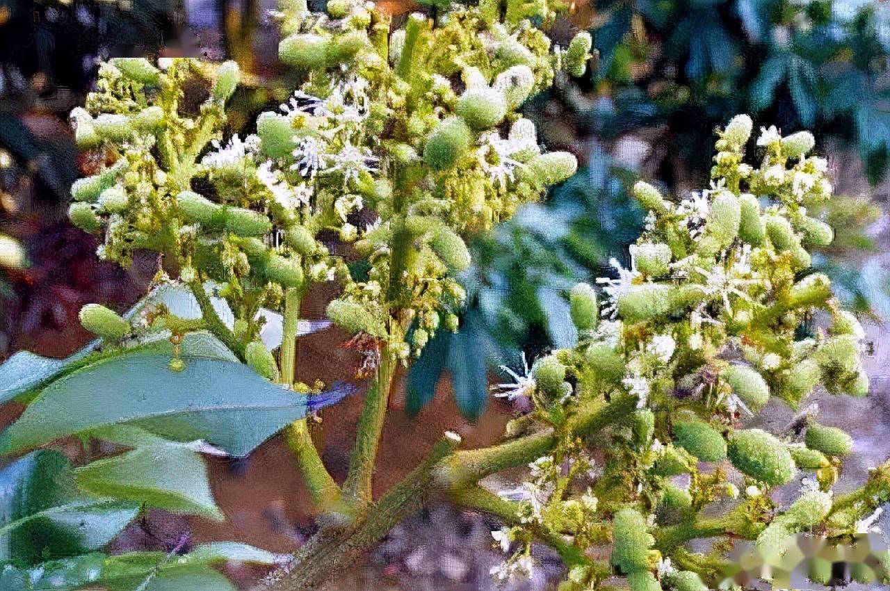 导致荔枝第一次生理落果的3个因素