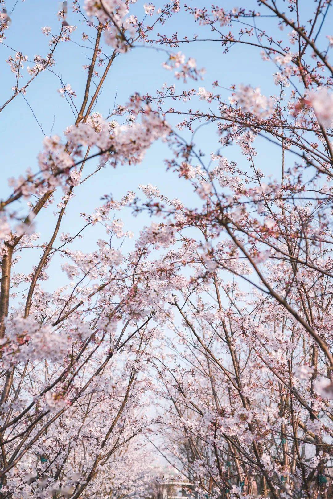 沪上39所高校樱花美图集锦来了_上海