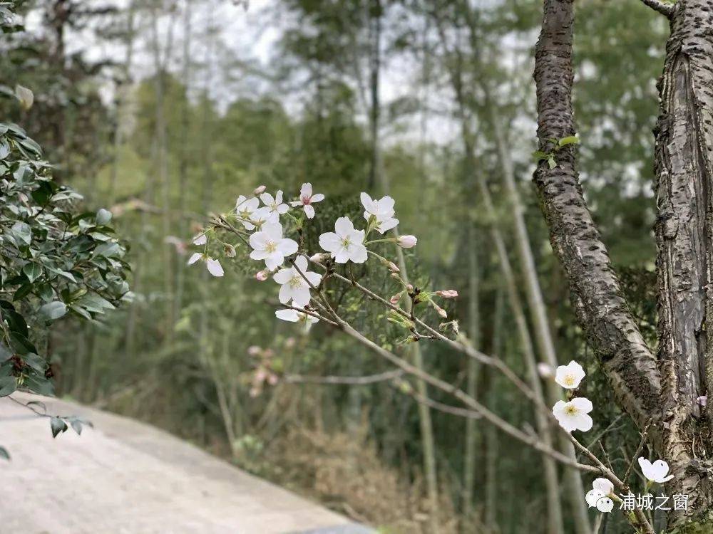 浦城乌樱桥去年错过的樱花，今年如约来了！