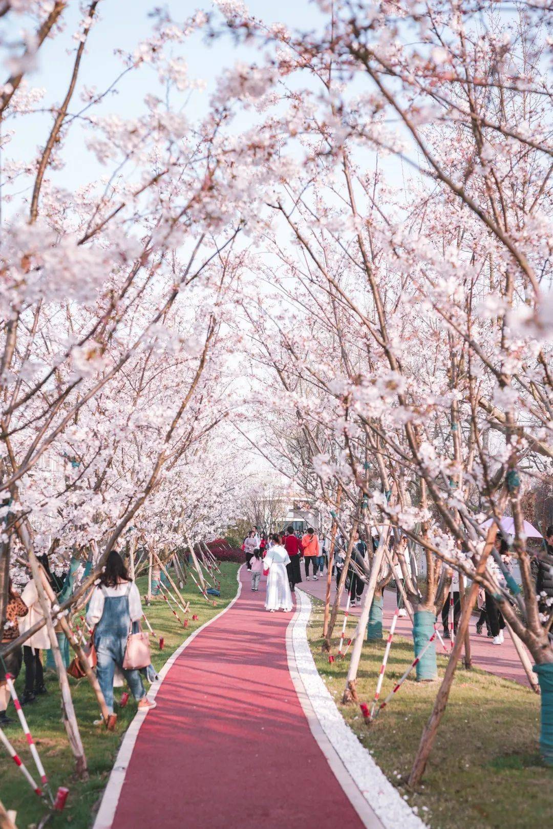 沪上39所高校樱花美图集锦来了_上海