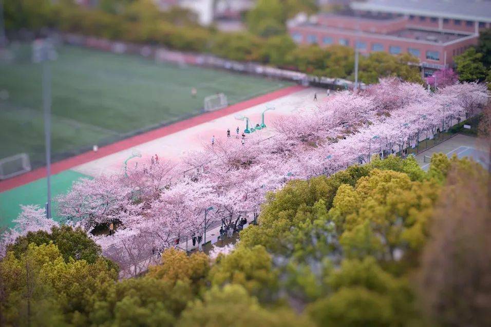 沪上39所高校樱花美图集锦来了