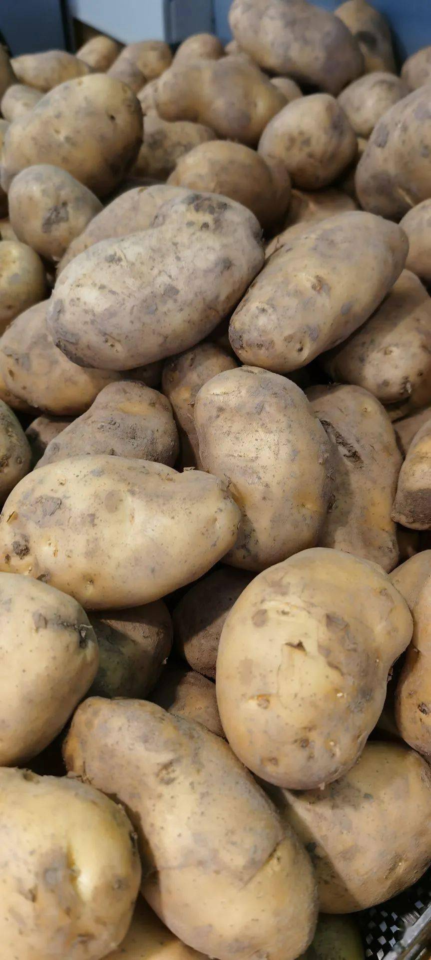 蔬菜批发一手货源在哪里找淄博鲜土豆价格 蔬菜批发一手货源在哪里找淄博鲜土豆价格