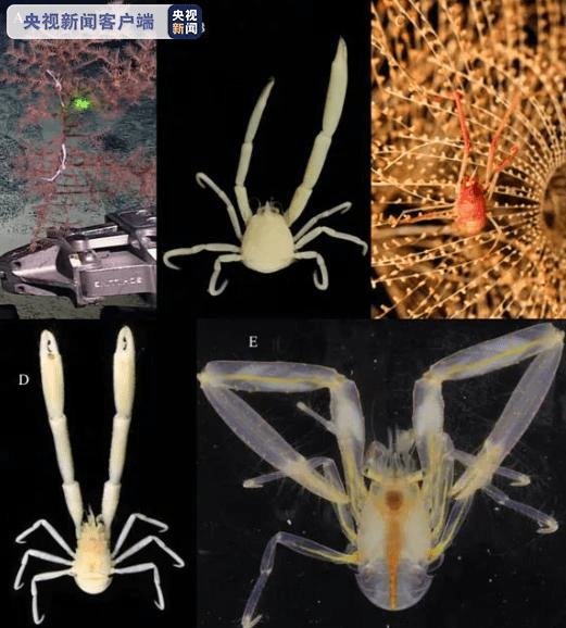 海洋生物|中科院海洋所发现11个深海铠甲虾新种