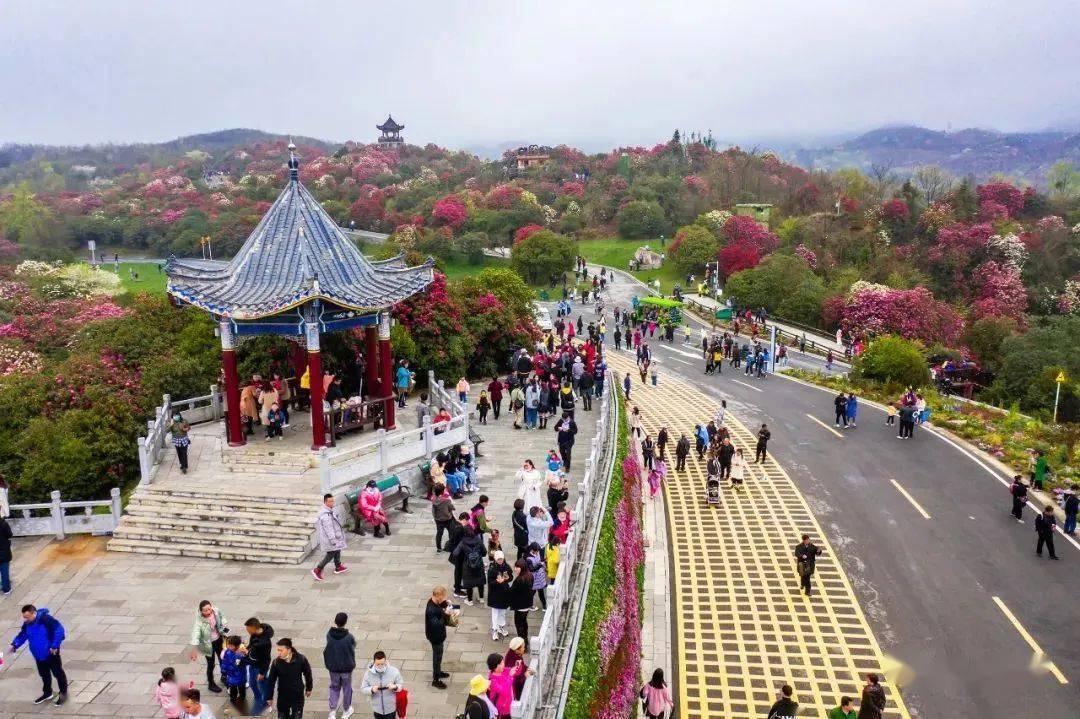 停止售票！今天贵州百里杜鹃景区购票预约已满