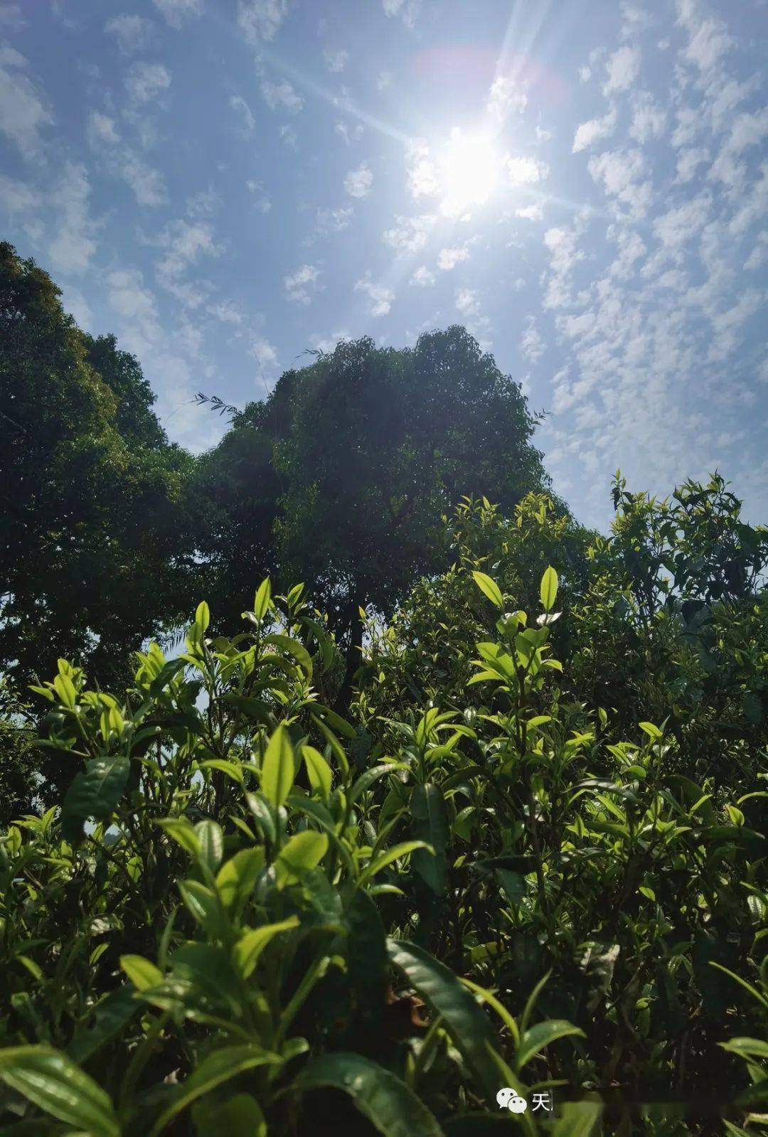 茶山行老班章制茶之旅