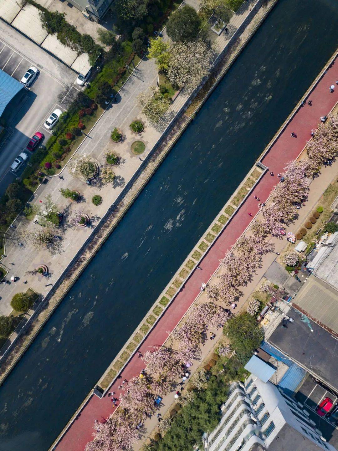 微视频 | 水城河畔千树樱花一笑倾城
