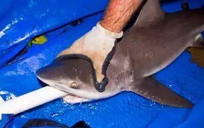 咋样才能不让鱼死 d620c115aa7e41cab35493400a0f3449.jpeg