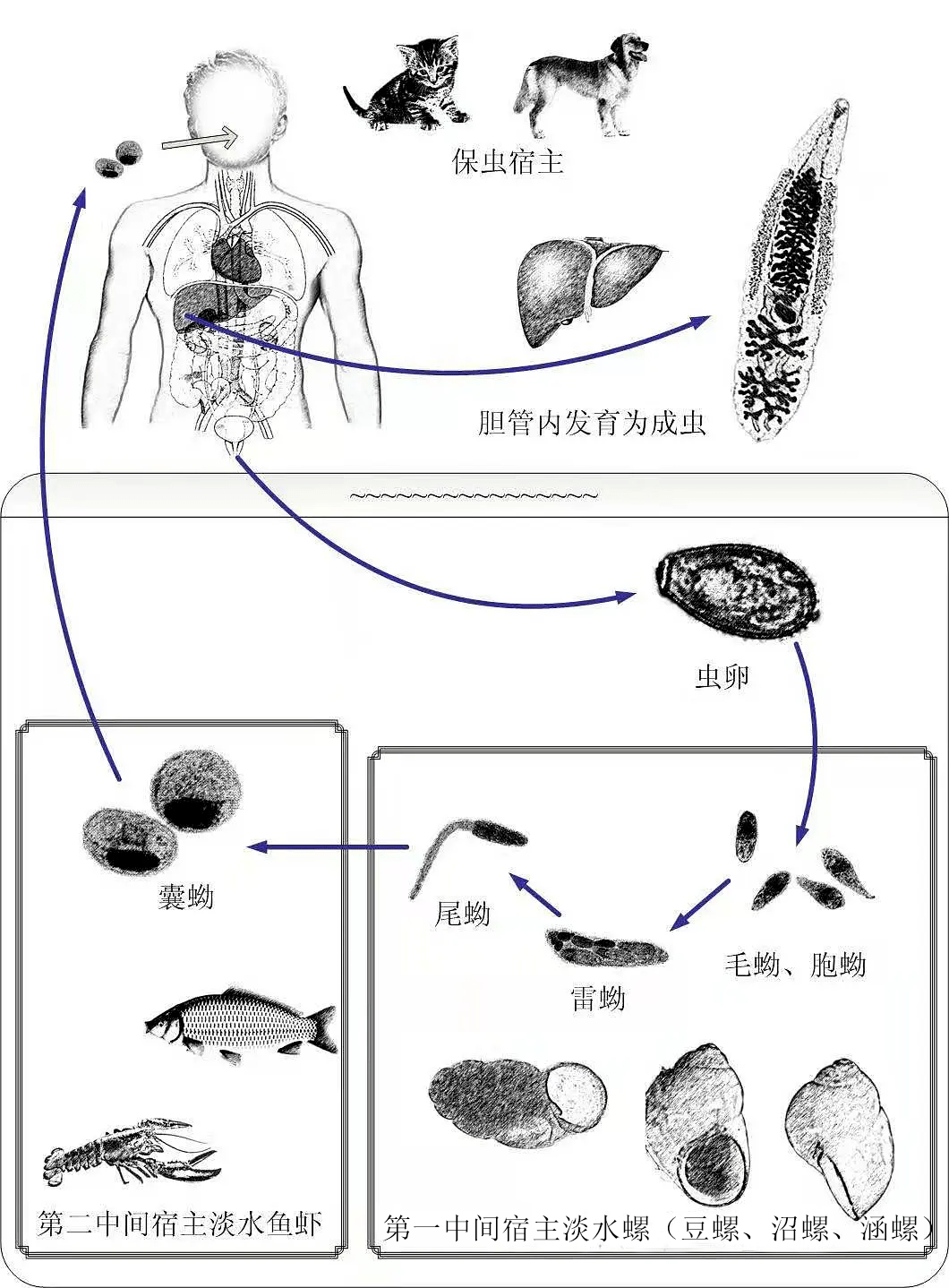 12.指环虫病-淡水鱼类寄生虫活体观察-图片
