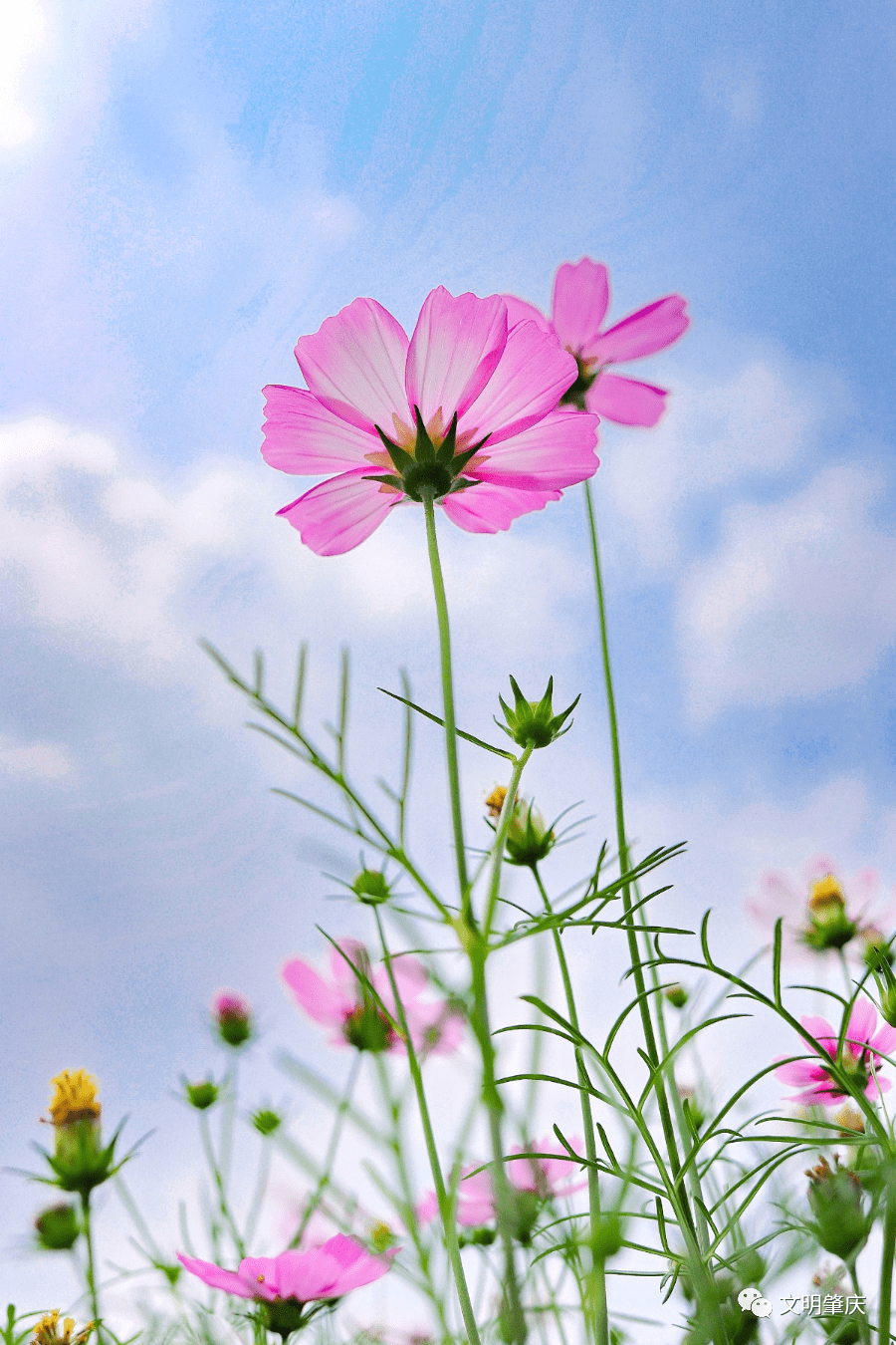 格桑"代表的是在藏语中随手都能拍出大片以绿水青山,蓝天白云为幕布