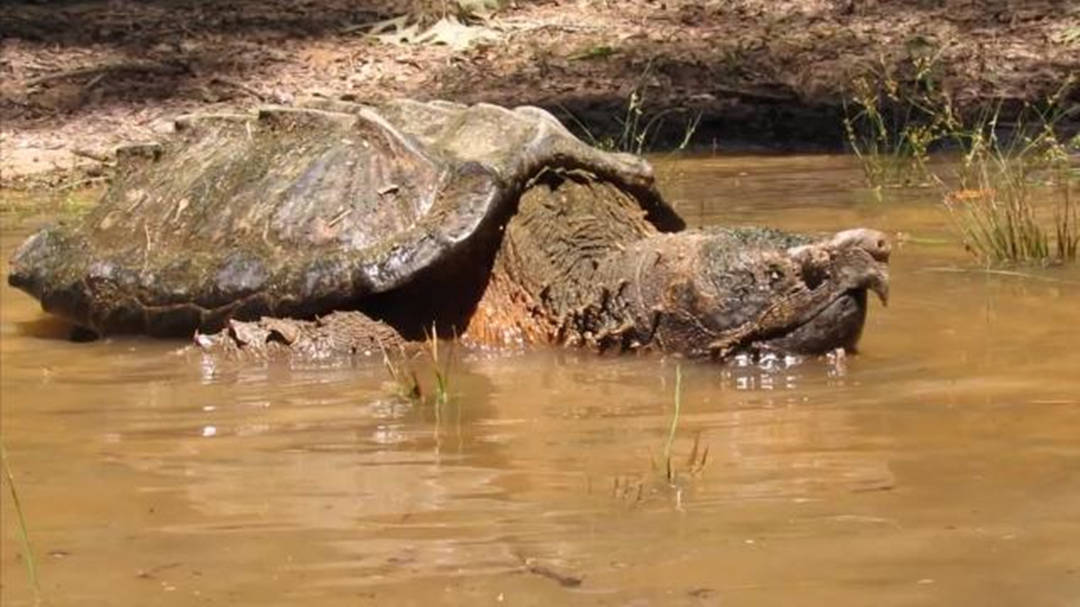 鳄龟咬合力接近孟加拉虎早已有人证明过它不适合做宠物