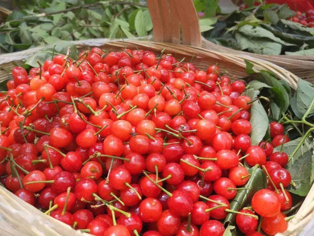 初恋樱桃甜蜜蜜共赴镇宁樱桃采摘季国潮风车节主题活动之约