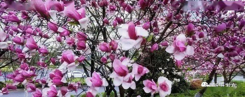 新沂市区就是花园 月月有花赏 地点