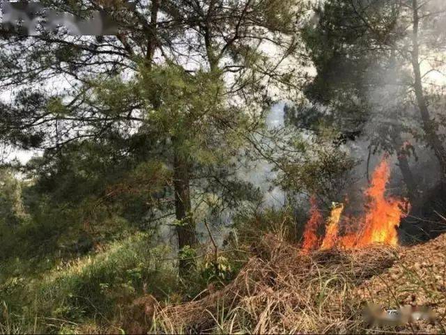 清明防火警示谁烧山谁坐牢清明扫墓注意山林防火
