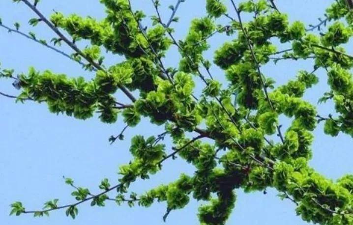 树是什么意思 7a156b58b1394c46933f26abe44dc201.jpeg